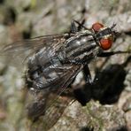 Graue Fleischfliege (Sarcophaga carnaria) II