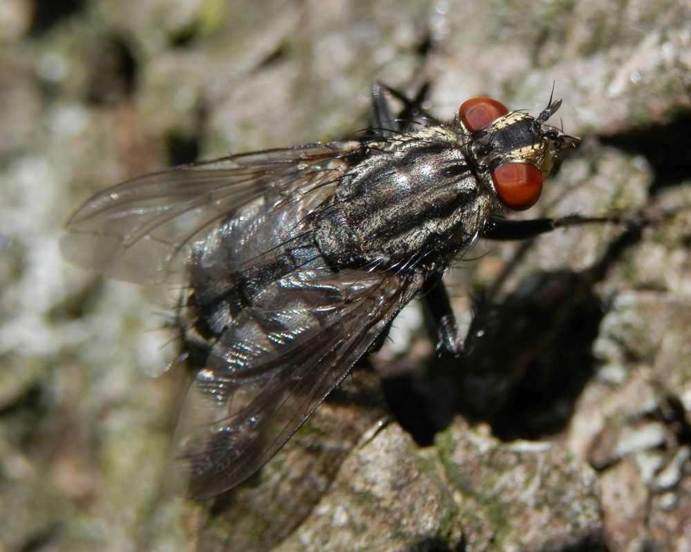 Graue Fleischfliege (Sarcophaga carnaria) II