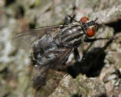 Graue Fleischfliege (Sarcophaga carnaria) II