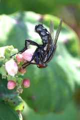 Graue Fleischfliege (Sarcophaga carnaria) im Profil