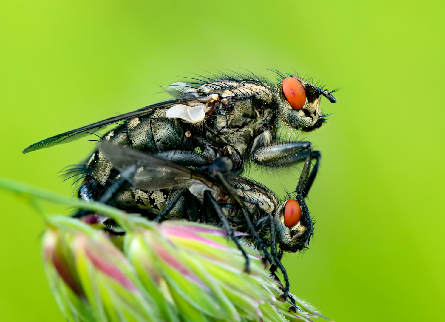 Graue Fleischfliegen