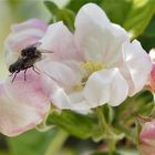 Graue Fleischfliegen