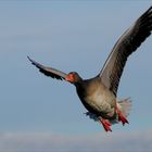 Graue Gans im Flug