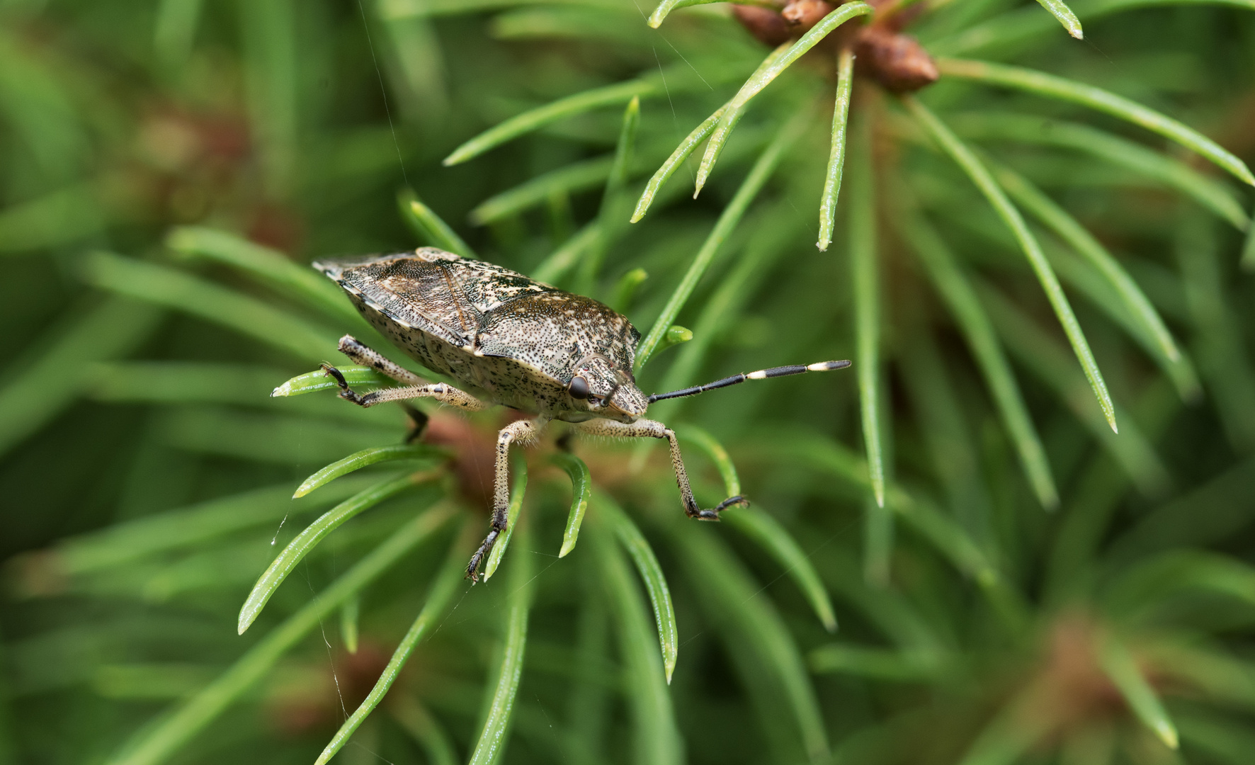 Graue Gartenwanze