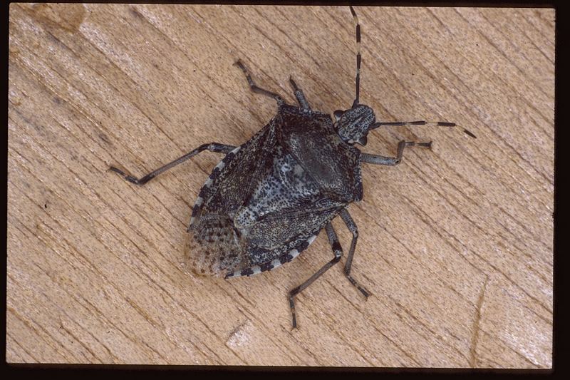 Graue Gartenwanze (14 16 mm Körperlänge) Foto & Bild tiere