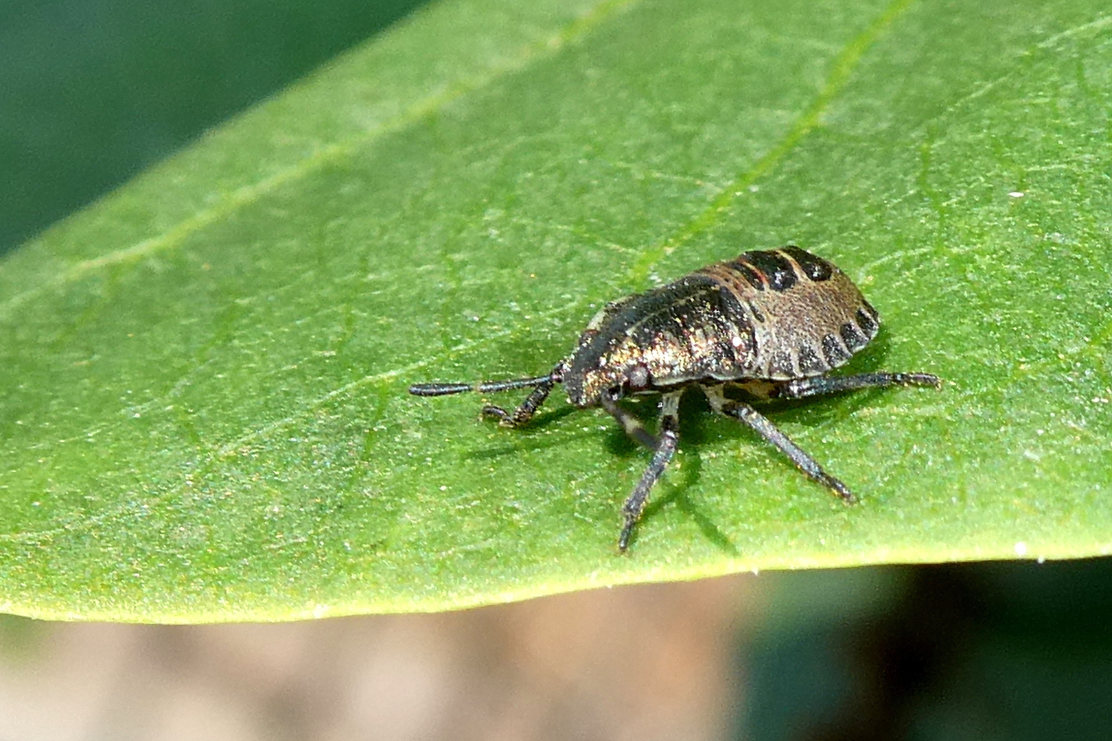 Graue Gartenwanze