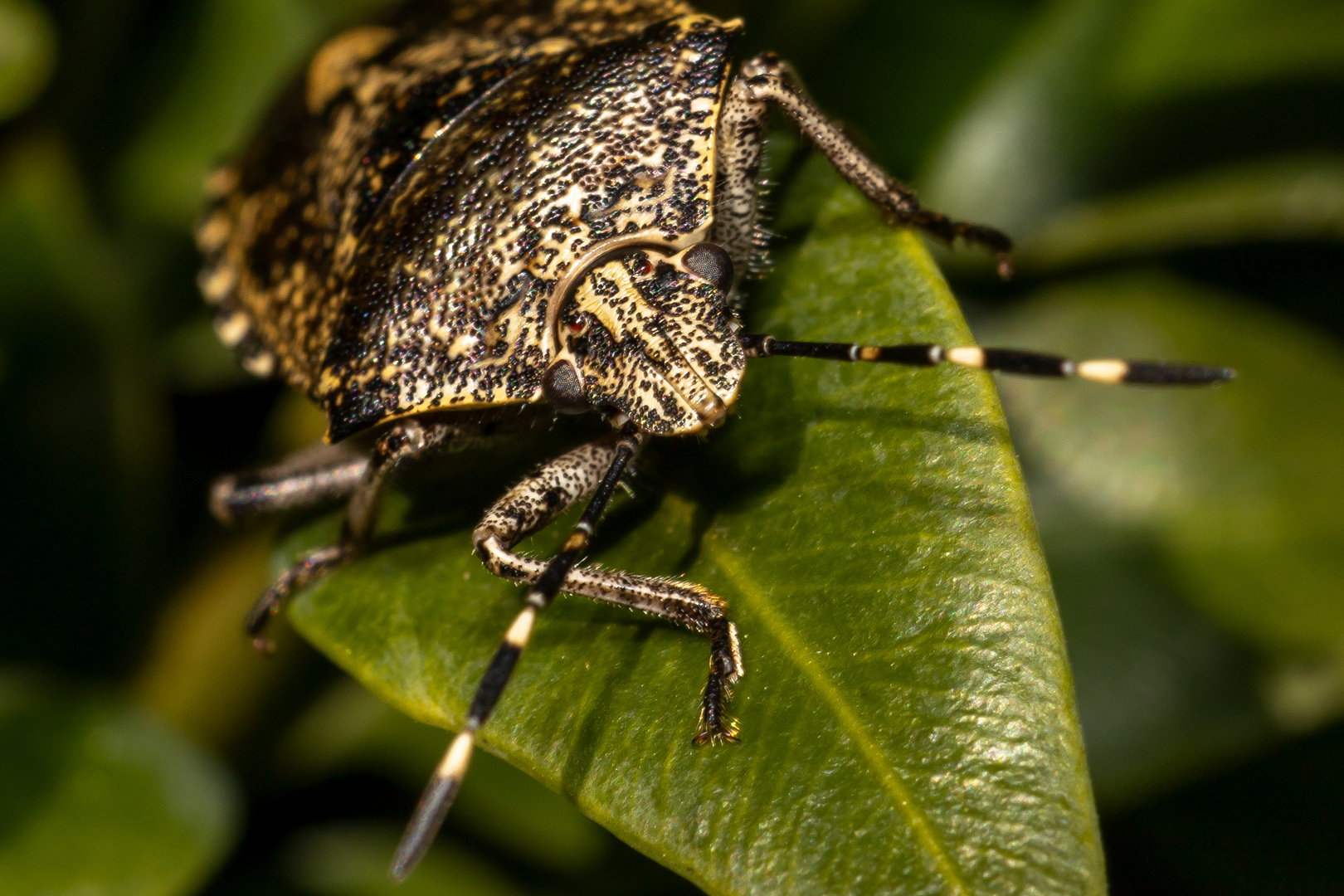 graue Gartenwanze