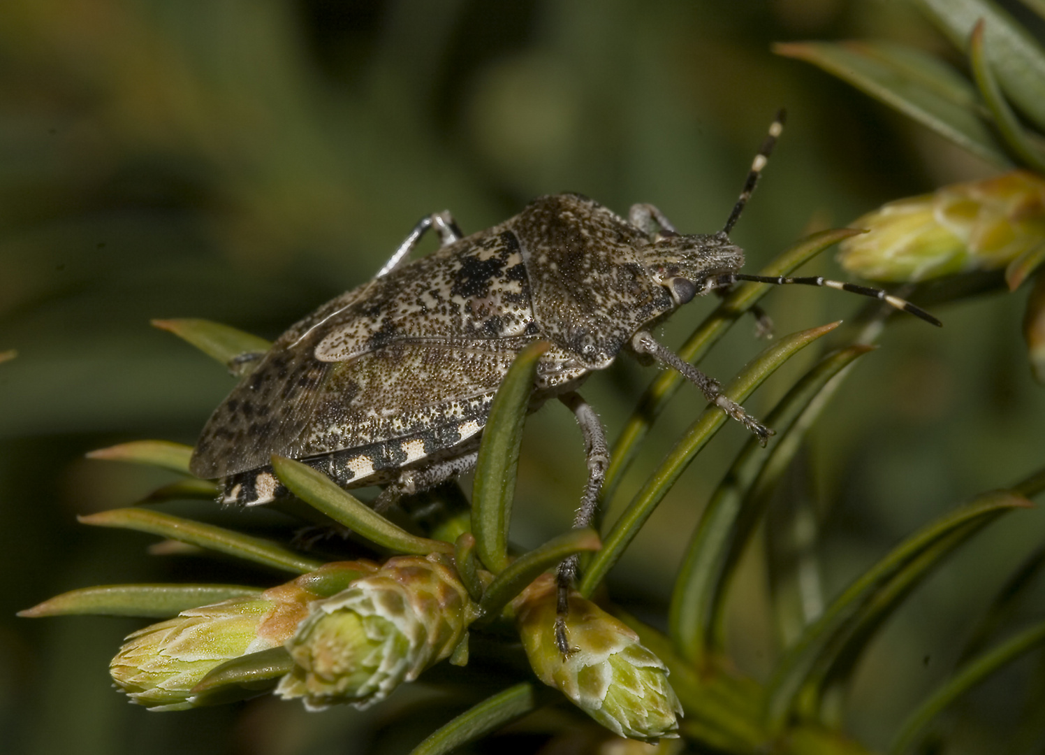 Graue Gartenwanze