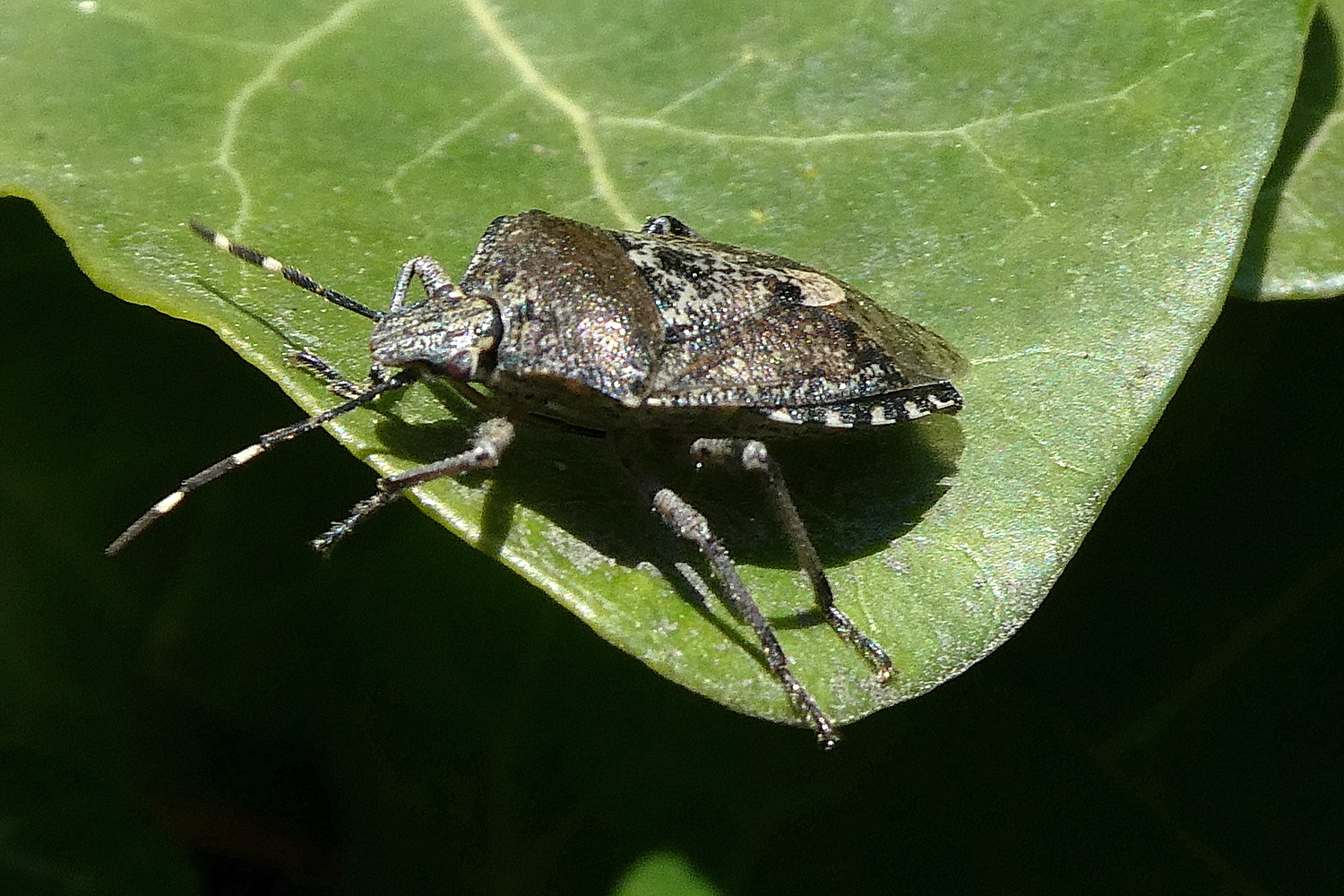 Graue Gartenwanze