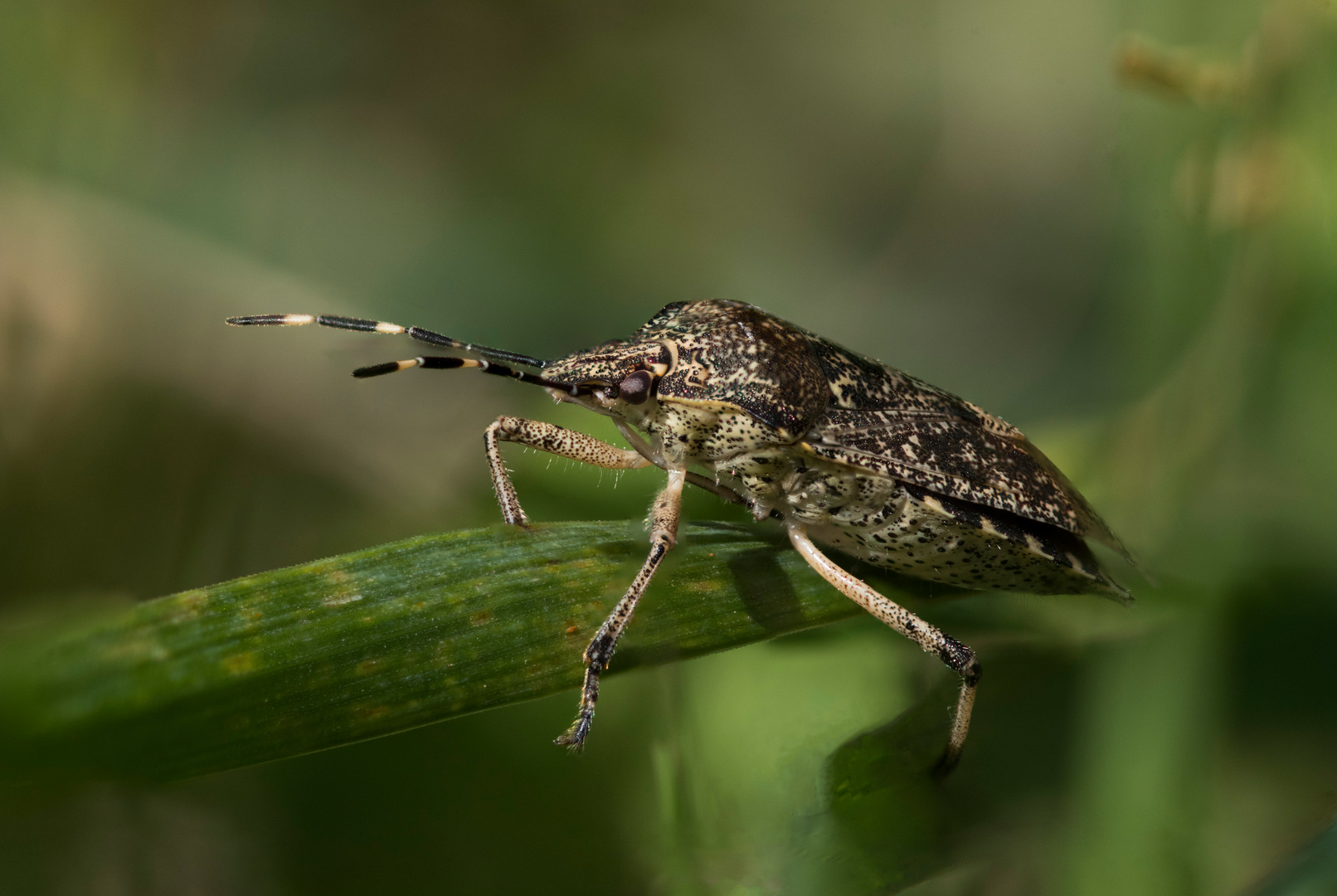 Graue Gartenwanze