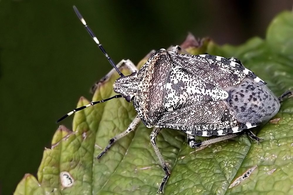 Graue Gartenwanze Foto & Bild tiere, wildlife, insekten Bilder auf