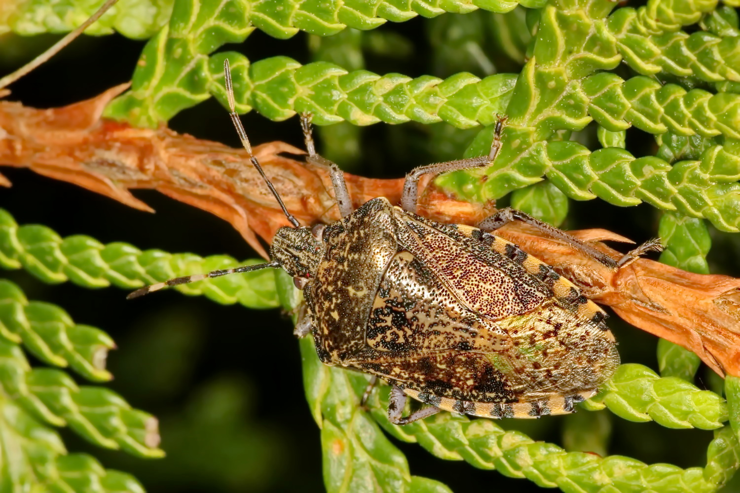 Graue Gartenwanze