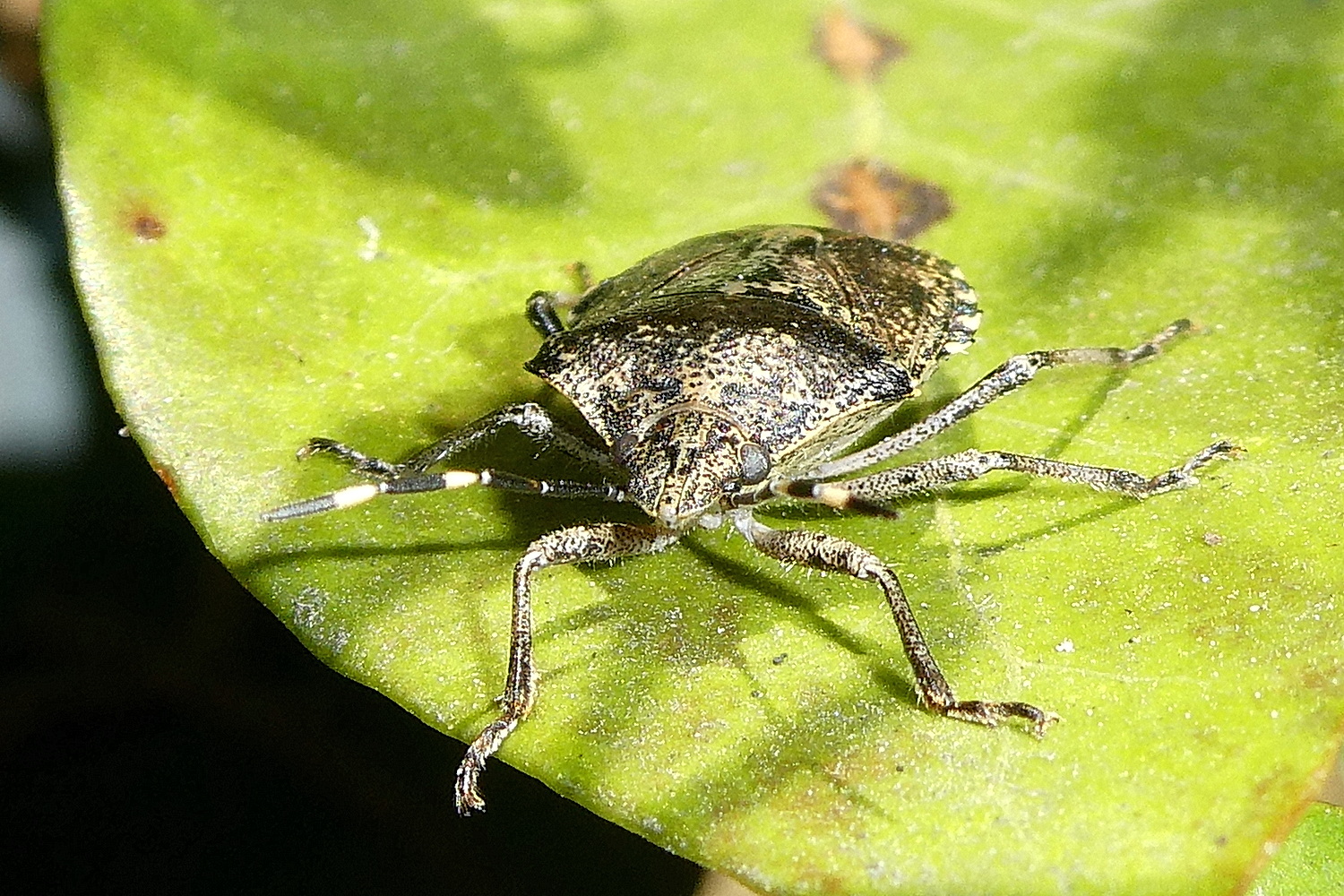 Graue Gartenwanze - frontalansicht