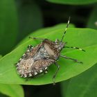 Graue Gartenwanze, Mottled shieldbug, Rhaphigaster nebulosa