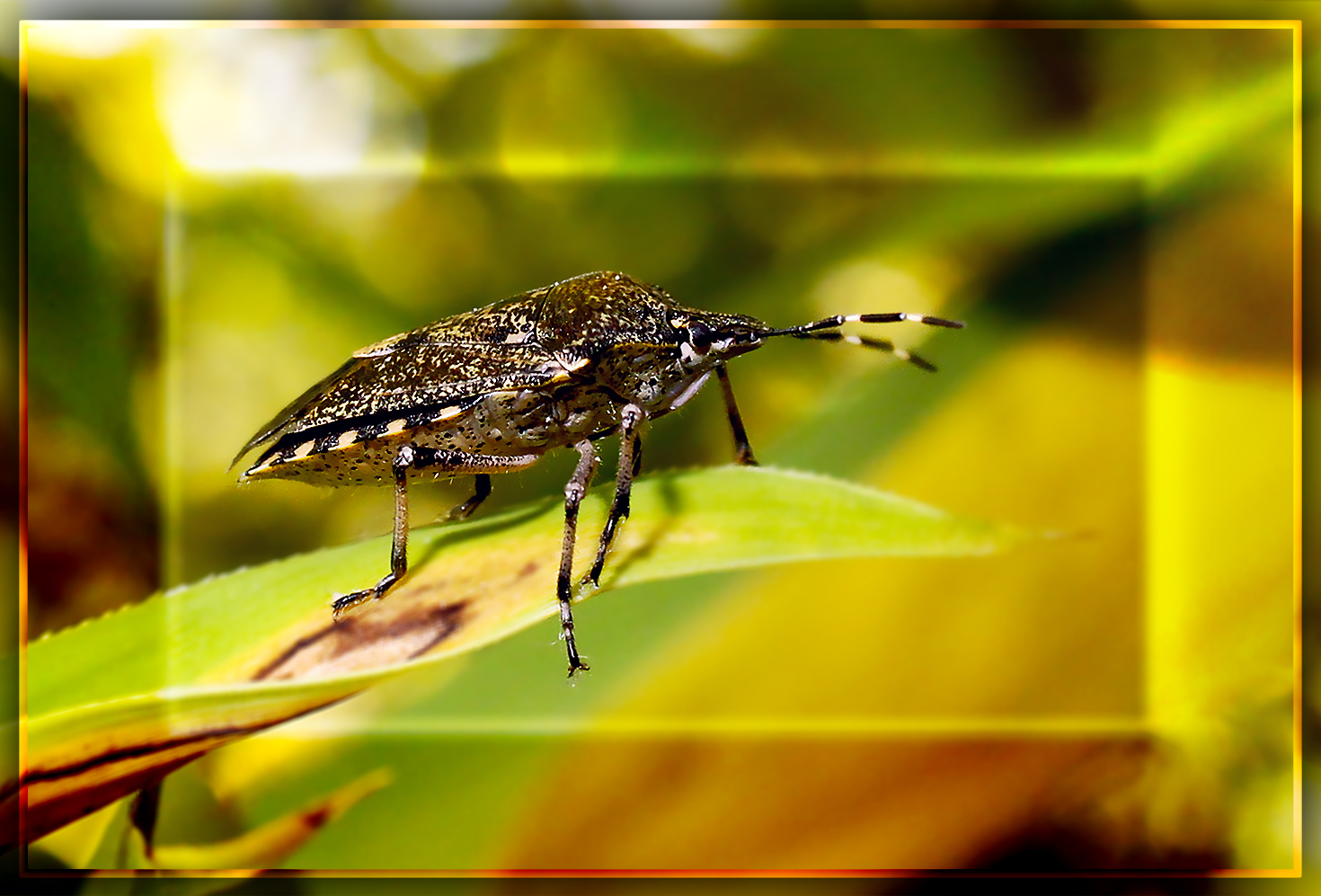 Graue Gartenwanze Raphigaster