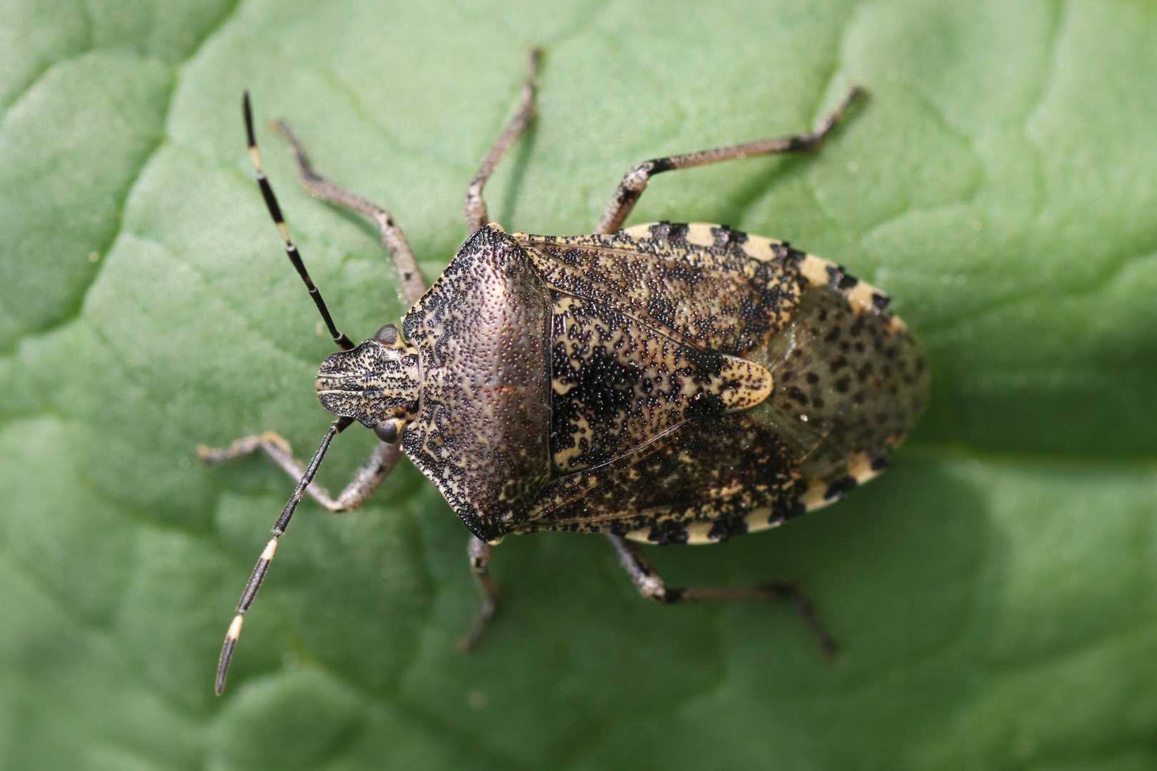 Graue Gartenwanze (Rhaphigaster nebulosa)