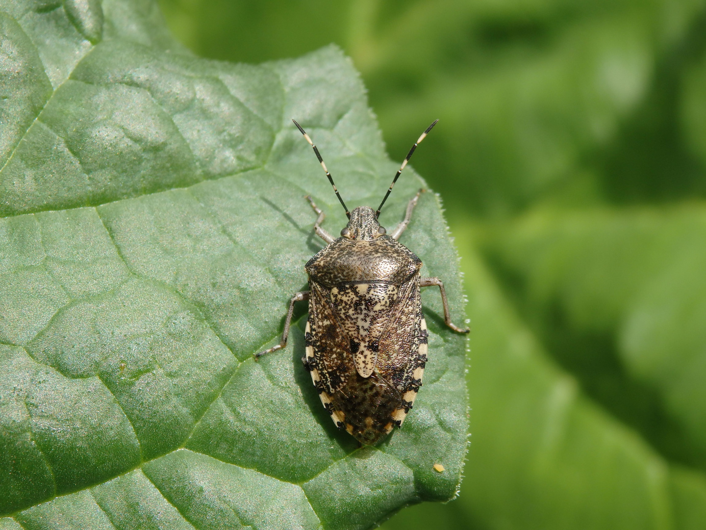 Graue Gartenwanze (Rhaphigaster nebulosa)