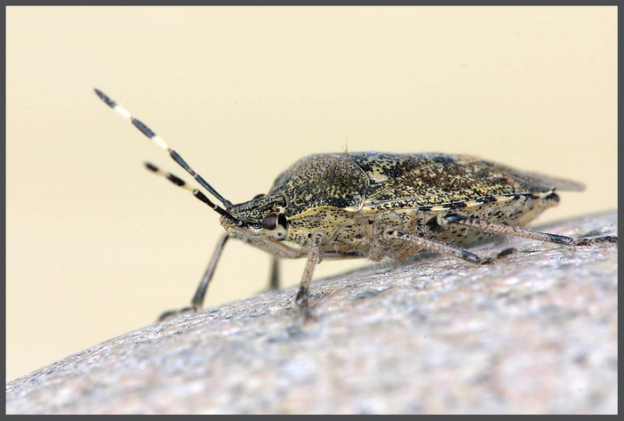 Graue Gartenwanze (Rhaphigaster nebulosa)