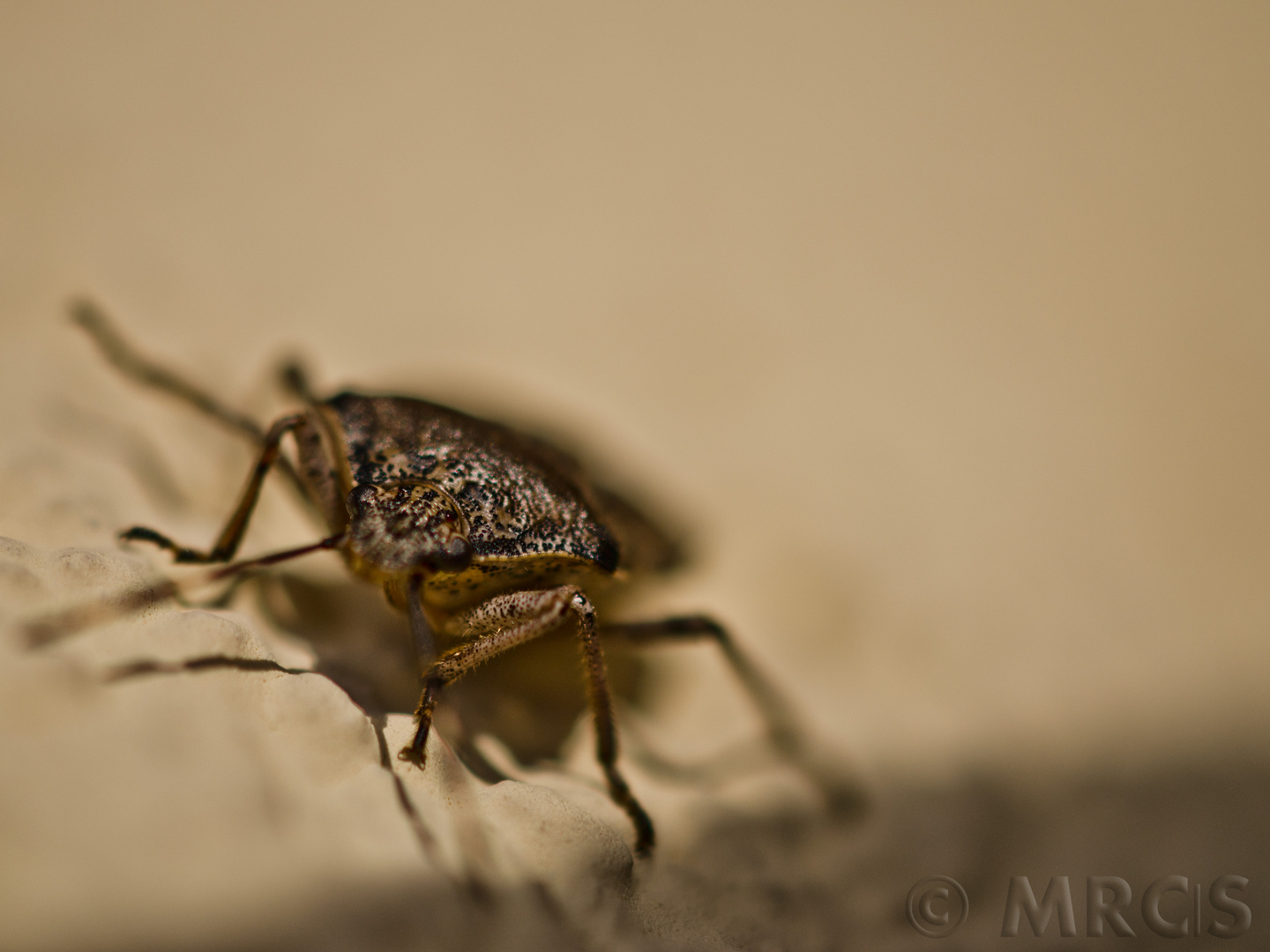 Graue Gartenwanze (Rhaphigaster nebulosa)