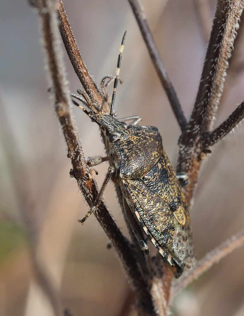 Graue Gartenwanze (Rhaphigaster nebulosa)