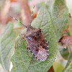 Graue Gartenwanze (Rhaphigaster nebulosa)