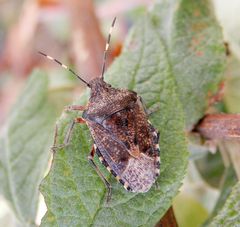 Graue Gartenwanze (Rhaphigaster nebulosa)