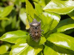 Graue Gartenwanze (Rhaphigaster nebulosa)