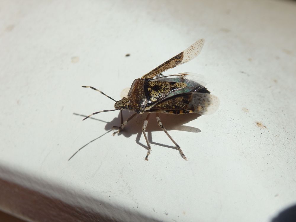 Graue Gartenwanze (Rhaphigaster nebulosa) auf dem Briefkasten