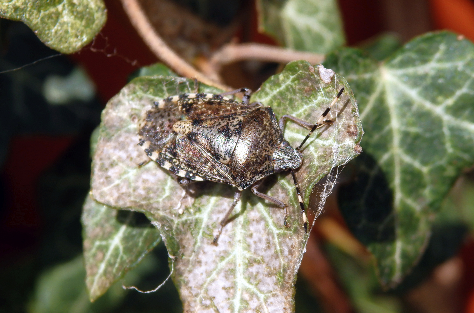 Graue Gartenwanze (Rhaphigaster nebulosa) auf Efeu