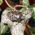 Graue Gartenwanze (Rhaphigaster nebulosa) auf Efeu