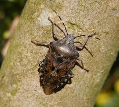 Graue Gartenwanze (Rhaphigaster nebulosa) auf Flieder