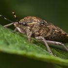 Graue Gartenwanze (Rhaphigaster nebulosa)