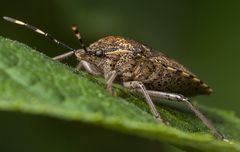 Graue Gartenwanze (Rhaphigaster nebulosa)