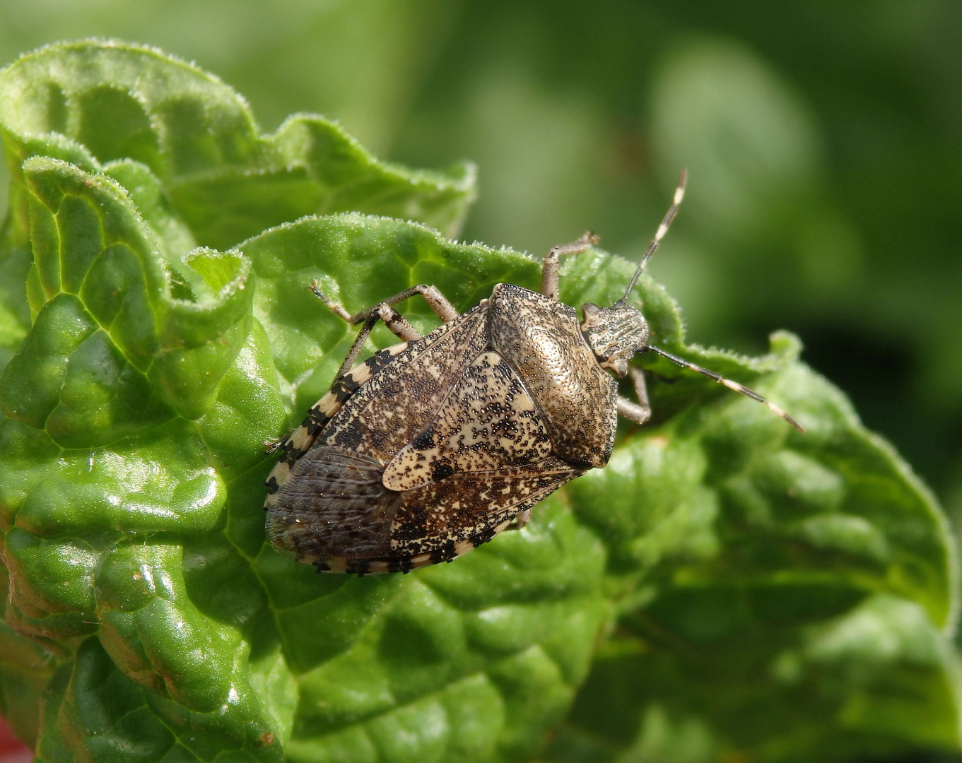 Graue Gartenwanze (Rhaphigaster nebulosa)