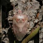 Graue Gartenwanze (Rhaphigaster nebulosa) - Farbwechsel nach der Häutung