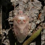 Graue Gartenwanze (Rhaphigaster nebulosa) - Farbwechsel nach der Häutung