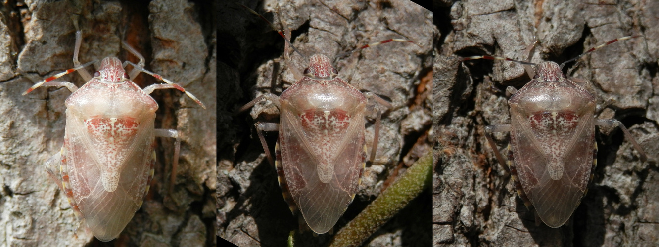 Graue Gartenwanze (Rhaphigaster nebulosa) - Farbwechsel nach der Häutung