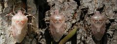 Graue Gartenwanze (Rhaphigaster nebulosa) - Farbwechsel nach der Häutung