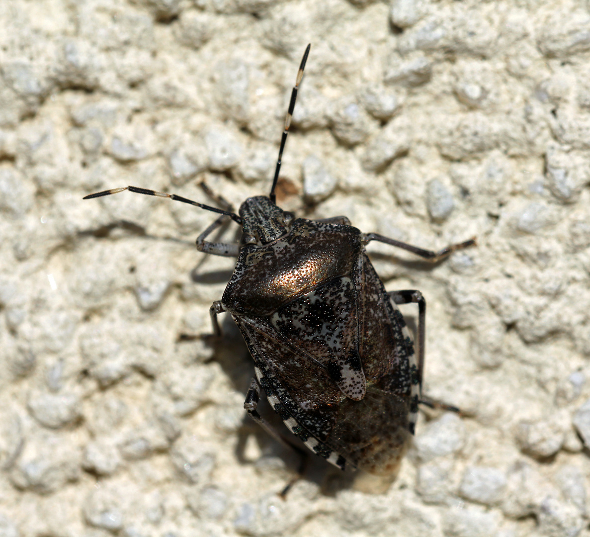 Graue Gartenwanze (Rhaphigaster nebulosa)