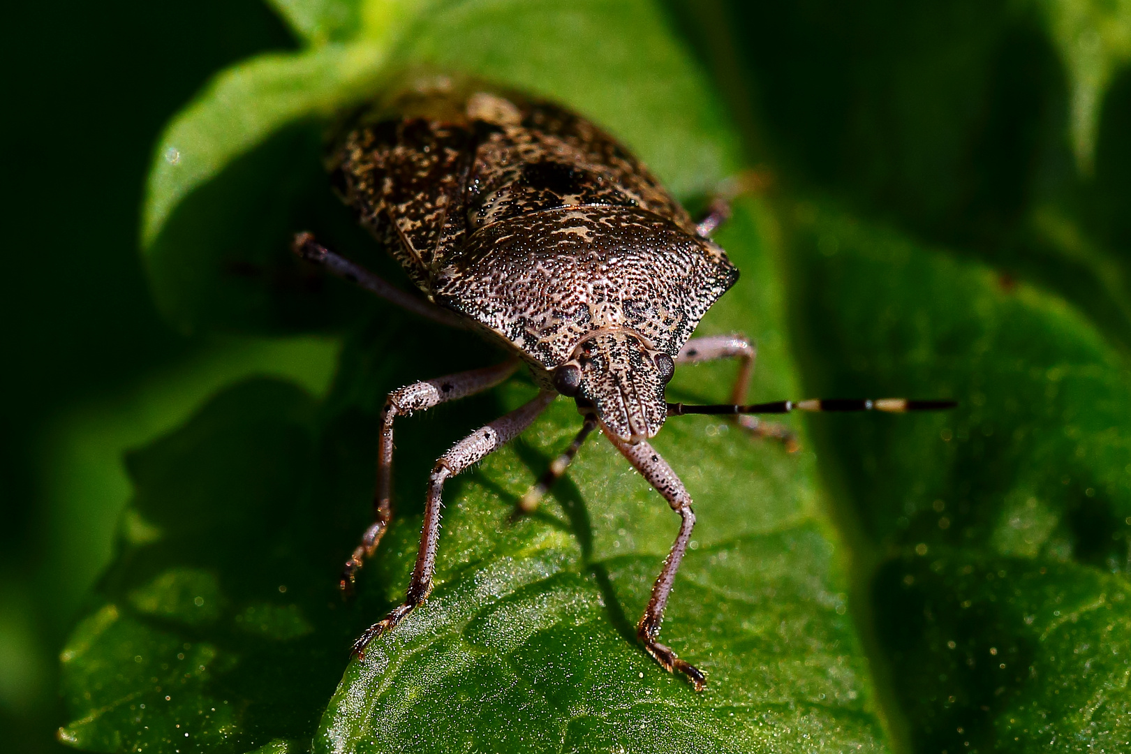 Graue Gartenwanze (Rhaphigaster nebulosa) (II)