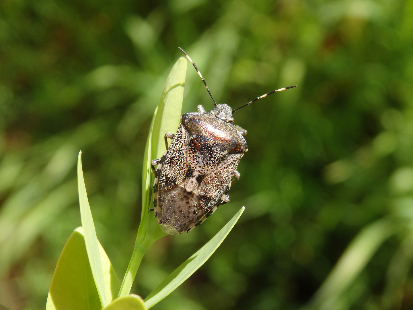 Graue Gartenwanze (Rhaphigaster nebulosa) im heimischen Garten