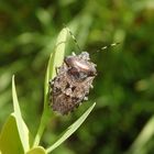 Graue Gartenwanze (Rhaphigaster nebulosa) im heimischen Garten