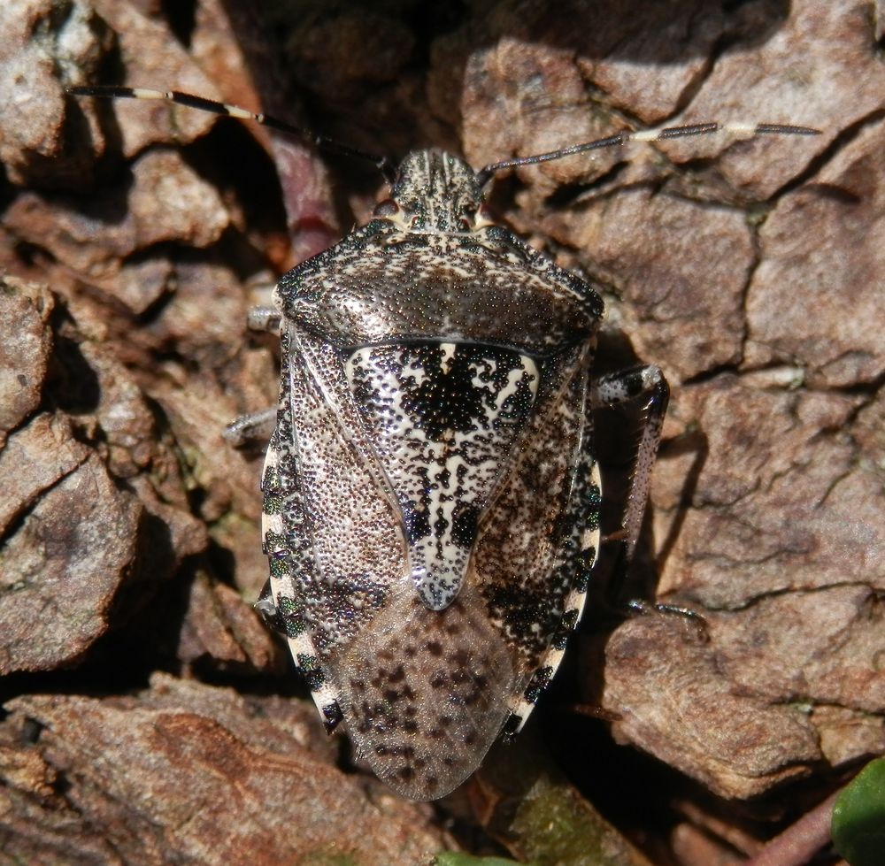 Graue Gartenwanze (Rhaphigaster nebulosa) - Imago