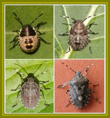 Graue Gartenwanze (Rhaphigaster nebulosa) - Jung und alt - 2. Collage