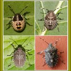 Graue Gartenwanze (Rhaphigaster nebulosa) - Jung und alt - 2. Collage