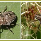 Graue Gartenwanze (Rhaphigaster nebulosa) - Jung und alt