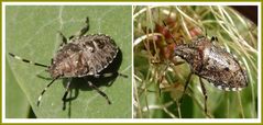 Graue Gartenwanze (Rhaphigaster nebulosa) - Jung und alt