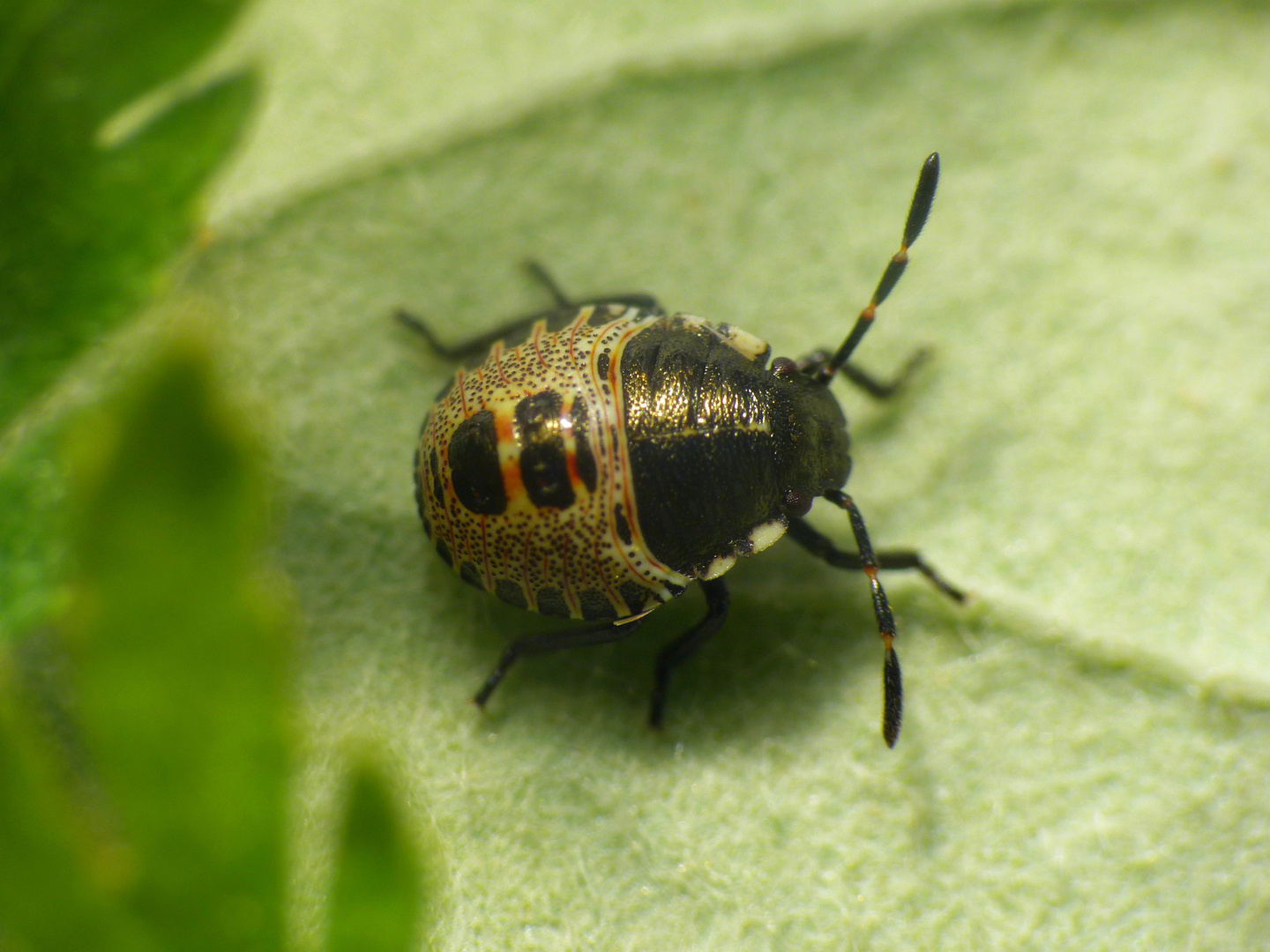 Graue Gartenwanze (Rhaphigaster nebulosa) L2Larvenstadium Foto & Bild