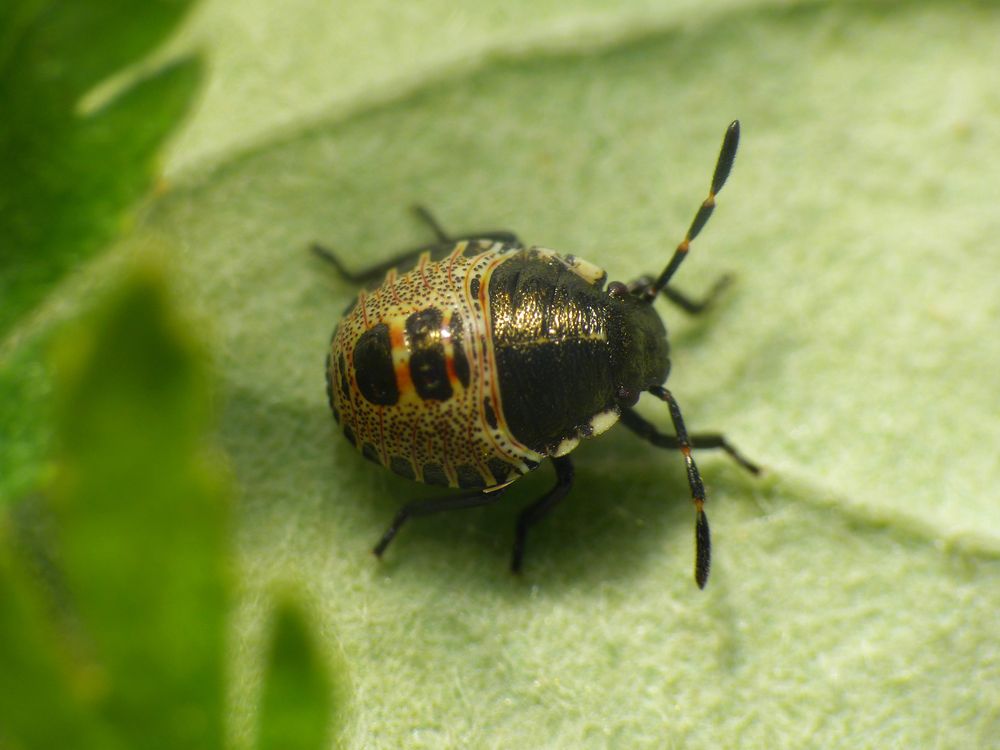 Graue Gartenwanze (Rhaphigaster nebulosa) L2Larvenstadium Foto & Bild