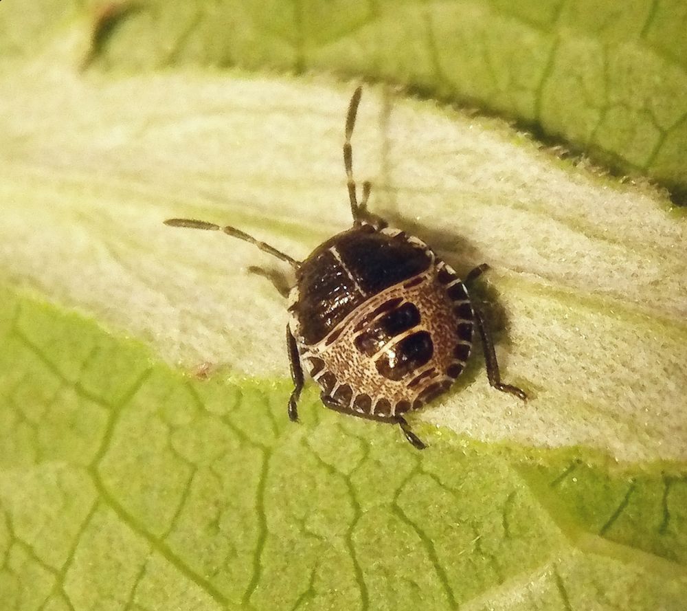 Graue Gartenwanze (Rhaphigaster nebulosa) - L2 Nymphe